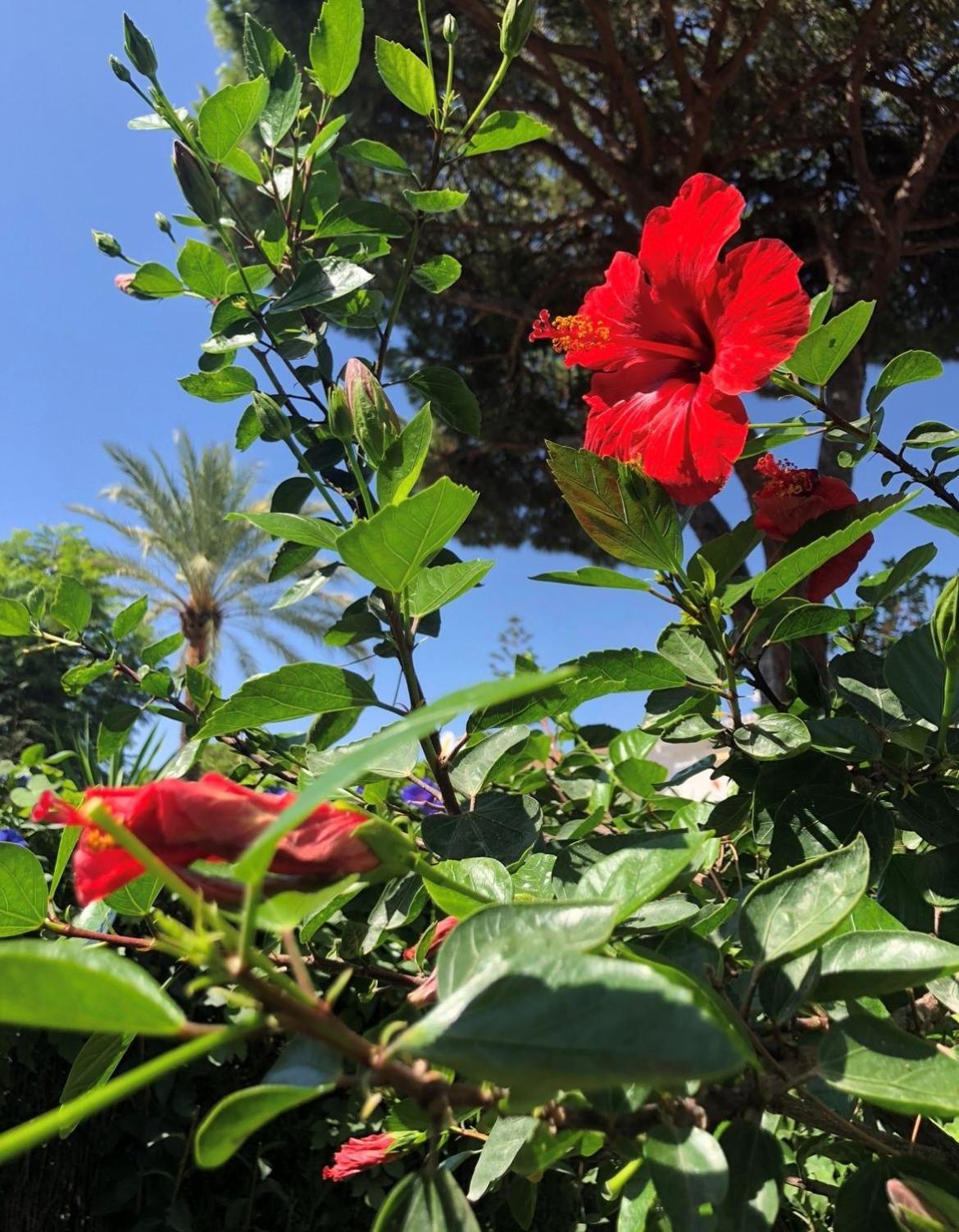 "Los Rosales Apartment, 500M To The Beach" Sitio de Calahonda エクステリア 写真